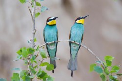 Fotobehang 2 bijeneters vogels op tak _209023124_DS